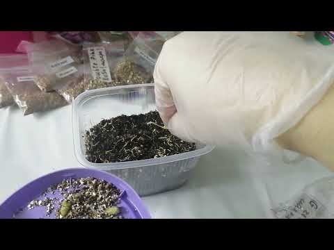 Видео: Ахименесы. Посадка ризом. 04.02.23г.