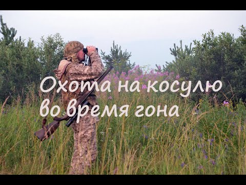 Видео: Охота на самцов сибирской косули во время гона (Первое видео).