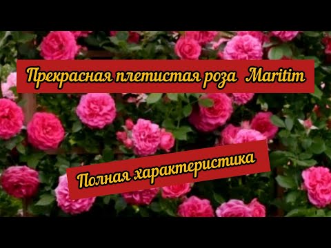 Видео: Прекрасная плетистая роза Maritim.  Полная характеристика.