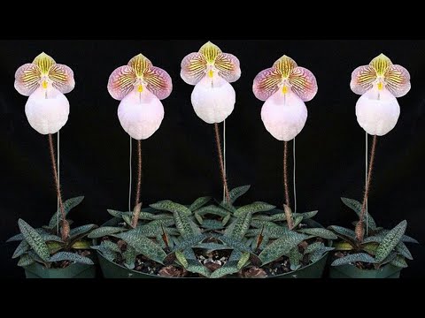 Видео: Как размножить орхидею Paphiopedilum Micranthum в домашних условиях