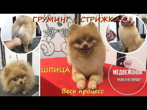 Видео: Груминг и стрижка Шпица, видео №1. Весь процесс. "Медвежонок". Уроки груминга. Зоосалон у Мишки.