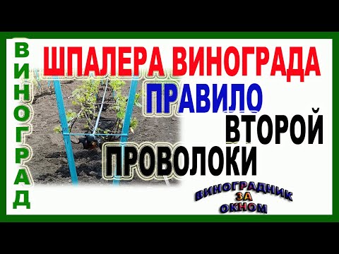 Видео: 🍇 Шпалера для винограда. Какое расстояние для второй проволоки? Зачем нужна вторая проволока?