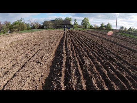 Видео: Насадили кукурудзи,як у голодовку/Посадка кукурудзи без техніки