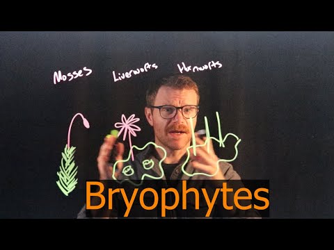 Видео: Странный мир мохообразных (перезалив с более тихой музыкой)