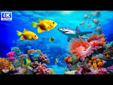 Видео: Красивая расслабляющая музыка 🌅 Глубокое расслабление и дыхание океана #3