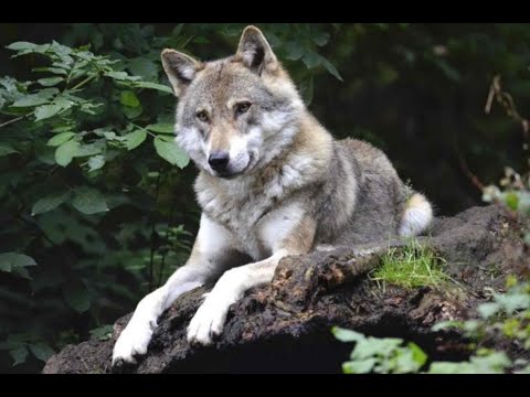 Видео: Лучшие истории про волков, опубликованные за год. Истории про волков. Аудио рассказы.