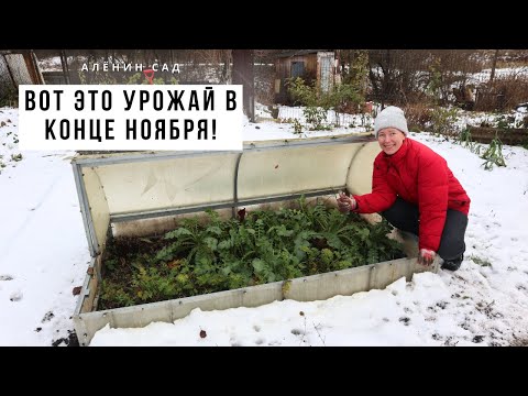 Видео: Овощи из-под снега! Собираю урожай в конце ноября / Овощи, которые не боятся морозов