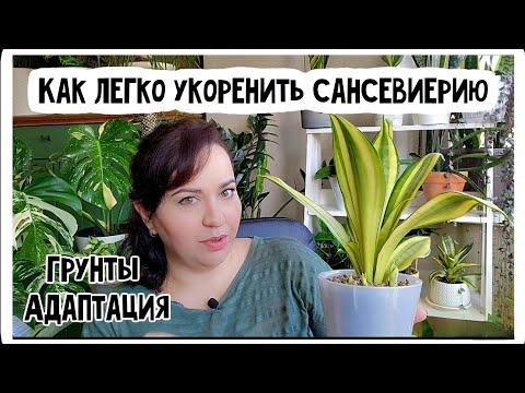 Видео: Грунт для сансевиерий. Адаптация и укоренение тайских сансевиерий