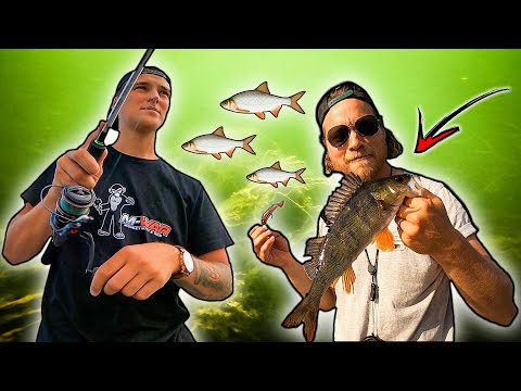 Видео: Ловля окуня возле КОРЯЖНИКА (Сумасшедшая летняя Рыбалка)| Team Galant