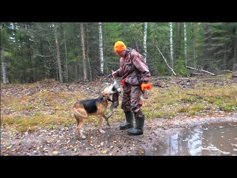 Видео: ОХОТА НА ЗАЙЦА ПО ЧЕРНОТРОПУ.Русская гончая Аргон 6351/22 вл. Шатров В.А.#охотасгончей#топ#hunting