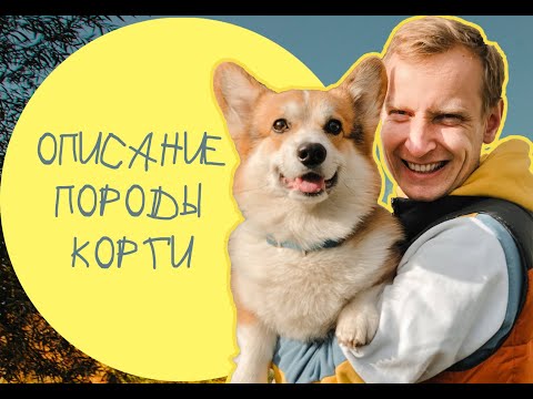 Видео: Описание породы Корги. Кинолог Павел Полижаевский.