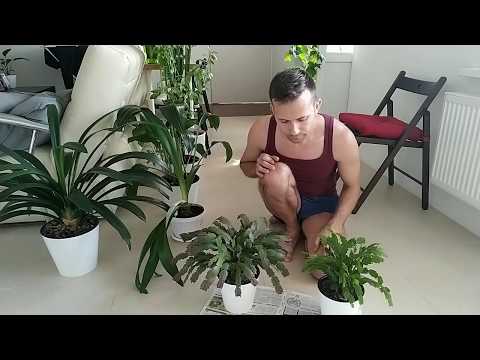 Видео: ШЛЮМБЕРГЕРА, формирование и пересадка