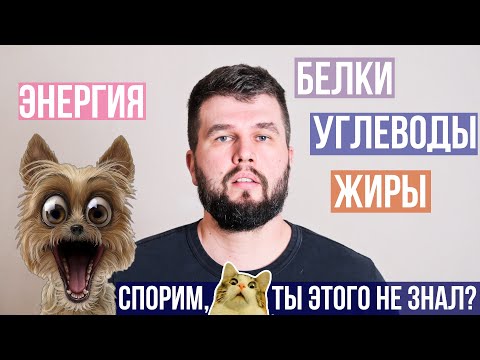 Видео: БЖУ+В в энергетическом обмене собак и котов | Энциклопедия UA DOG