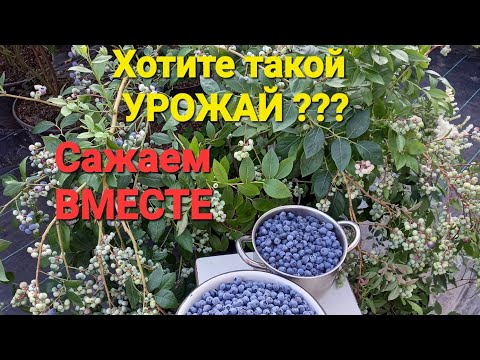 Видео: НЮАНСЫ посадки ГОЛУБИКИ, если хотите УРОЖАЙ. Опыт 8 лет