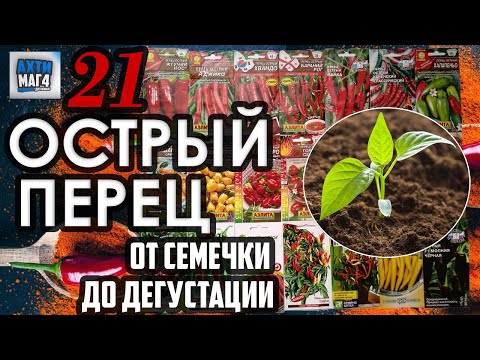 Видео: 21 острый перец / первые всходы #6