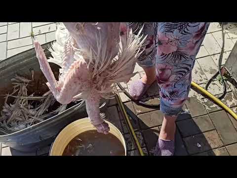 Видео: Ощип индаутки в перосьемной машине НТ600А.