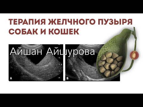 Видео: Терапия желчного пузыря собак и кошек