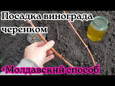 Видео: Посадка винограда черенком осенью на постоянное место. +Молдавский способ.