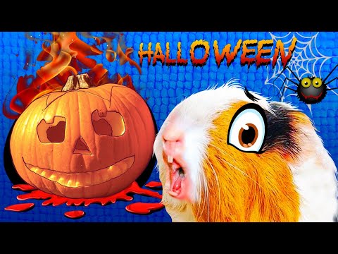 Видео: Свинка Бузя готовится к Веселому Хеллоуину! 🎃🐷