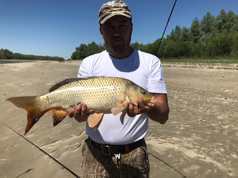 Видео: РЫБАЛКА В ИЮЛЕ, ЖОР САЗАНА, р. Каратал, как поймать сазана на реке, дикого карпа