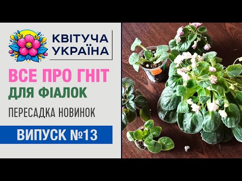 Видео: Фиалки на фитиле - все про фитильный полив фиалок в одном видео