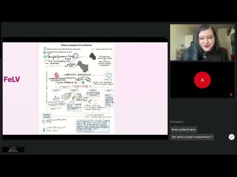 Видео: Кошки с ВИК и ВЛК с Алиной Гехт. Отрывок вебинара