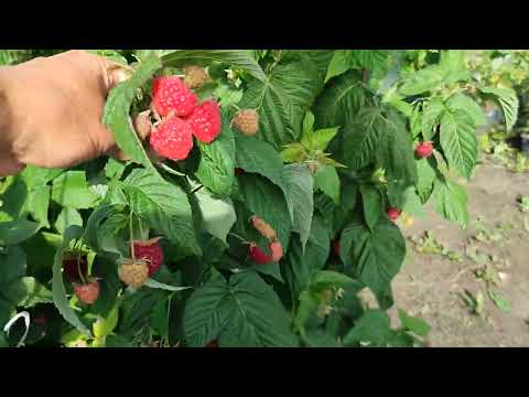 Видео: Ремонтантная малина на сегодняшний день! Будем с урожаем! Омск, 07.08.2024г.