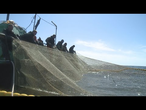 Видео: Рыбная промышленность Камчатки