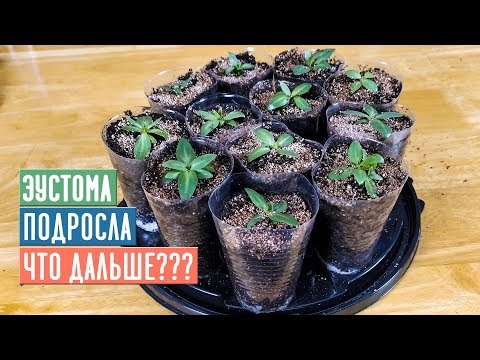 Видео: СЕЗОН 2020:  УСКОРЯЕМ РОСТ ЭУСТОМЫ инструкция по подкормкам и уходу / Садовый гид