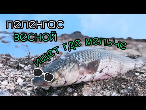 Видео: Пеленгас - весна 2024. Приморск.