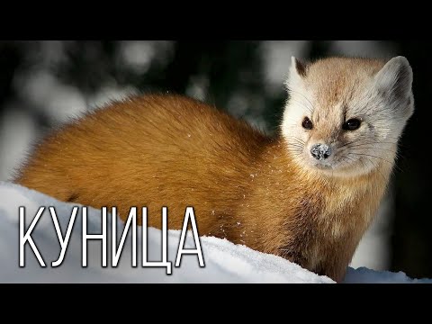 Видео: Куница: Ловкая и пушистая охотница | Интересные факты про куниц