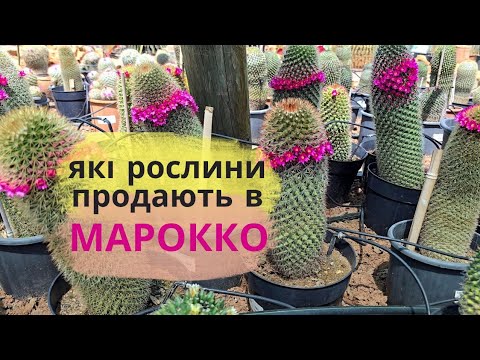 Видео: Садовий центр в Марокко🌷🌵🌸 Arborescense Марракеш