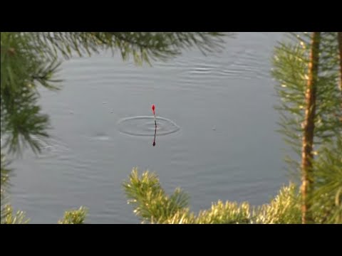 Видео: ДУРОМ клюет на каждом забросе, дуплетом с обрыва! Полный садок за 4 часа) ТАЙГА, СИБИРЬ р. ВЫНГАПУР.