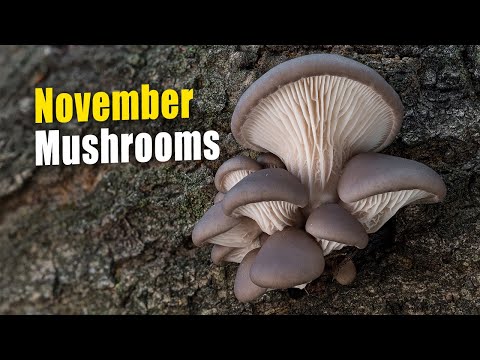 Видео: Сбор грибов в начале ноября 2025 г. — обзор видов грибов, сбор и фотосъёмка