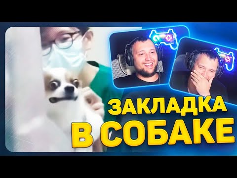 Видео: ЗАКЛАДКА В СОБАКЕ - Дезертод смотрит РЖАЧНЫЕ КУБЫ НЕДЕЛИ