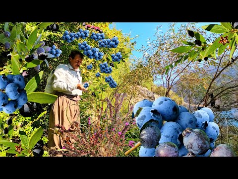 Видео: Приключенческое путешествие! Сбор дикой черники, чистейший вкус природы |Кочевой образ жизни