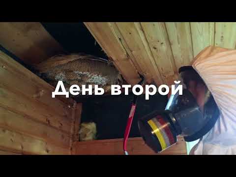 Видео: Жесть! Огромное гнездо шершней в доме!