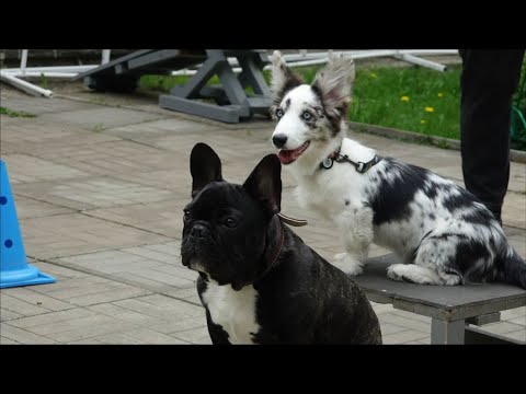 Видео: ДТ - 363. Бульдоги и корги - задачи на выдержку и контроль с дистанции