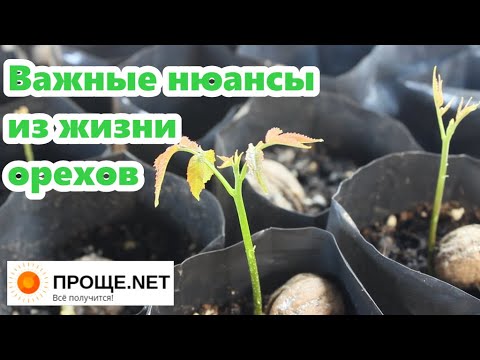 Видео: Выращиваю грецкие орехи и пеканы. Важные нюансы из личного опыта.