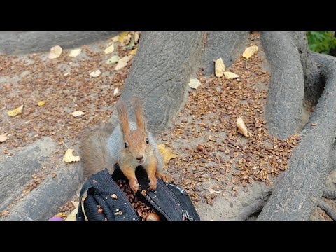 Видео: Белка и мышка 🤗 A squirrel and a field mouse