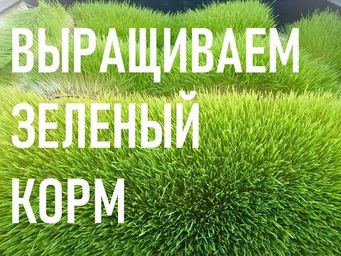 Видео: Разведение червей и зелени попутно .Самый лучший свежий корм выращиваем в борте. Дендробена Венета.
