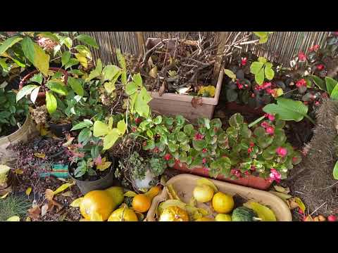 Видео: Переробляю клумбочку. Мій білий паркан.