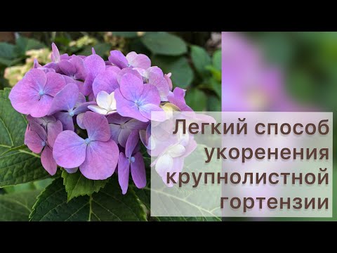 Видео: Легкий способ укоренения крупнолистной гортензии