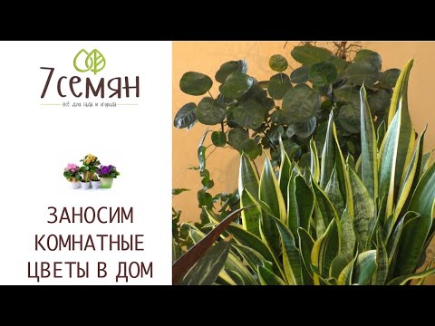 Видео: КАК ПРАВИЛЬНО ЗАНЕСТИ В ДОМ КОМНАТНЫЕ РАСТЕНИЯ ПОСЛЕ УЛИЦЫ/БАЛКОНА!