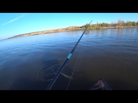 Видео: вот это раздача 🎣🐋📽️💥Цимлянской судак осенью стал на точку и понеслось #рыбалка #дон #fishing #рыба 