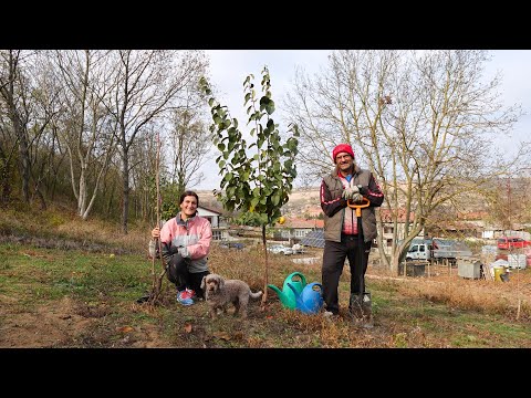 Видео: ЖИВОТ НА СЕЛО: Засадихме лозе, овошки, къпини и касис! 🍒🍇 + Ремонти в мазата!