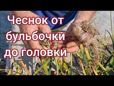 Видео: Чеснок от бульбочки до головки