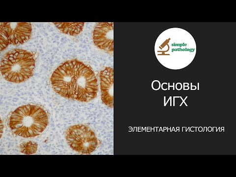 Видео: Основы иммуногистохимии | Элементарная гистология