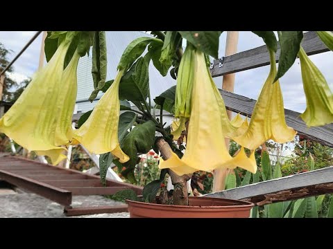 Видео: Черенкую бругмансию.