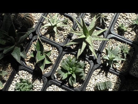 Видео: Посылка с СУККУЛЕНТАМИ - растения от Петра Лапшина - май 2020